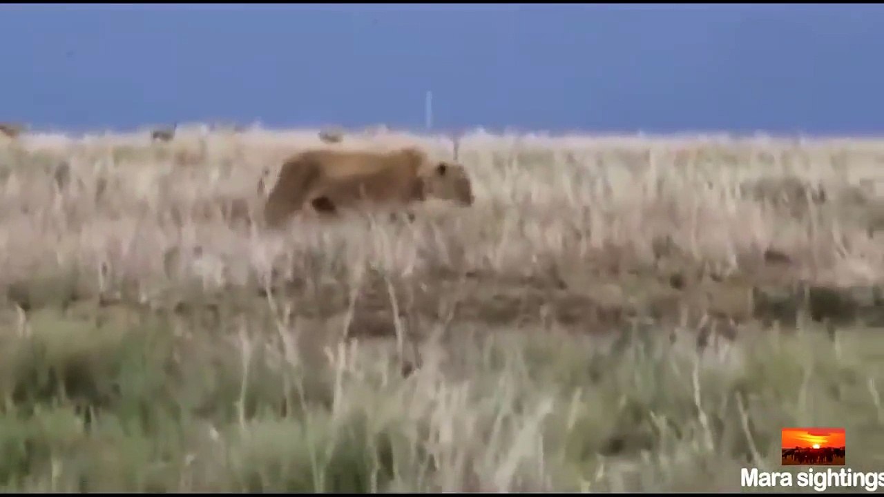 Hippo and lion