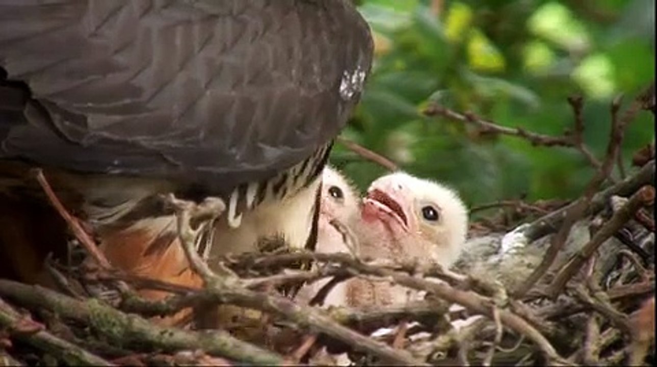 Autumnwatch S09E04
