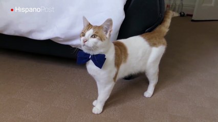 Gato con mucha clase luce el regalo que le dio su dueña