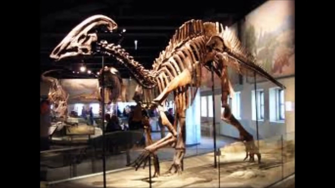 the parasaurolophus