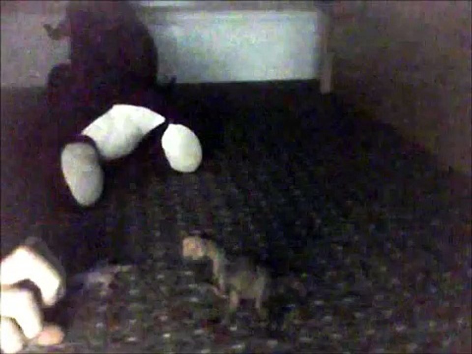 rexy gang - episode 1 fire trouble