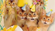 Joyeux Anniversaire Alix