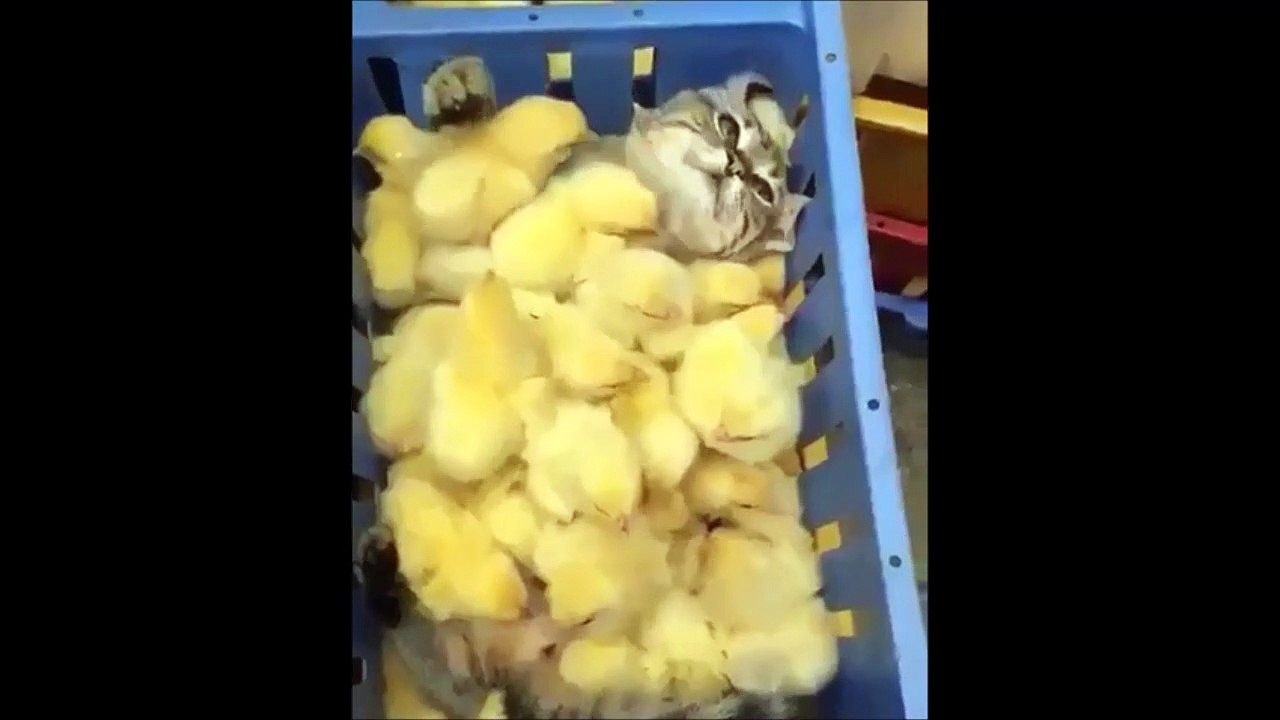 Surement la première fois que chat et poussins sont aussi copains