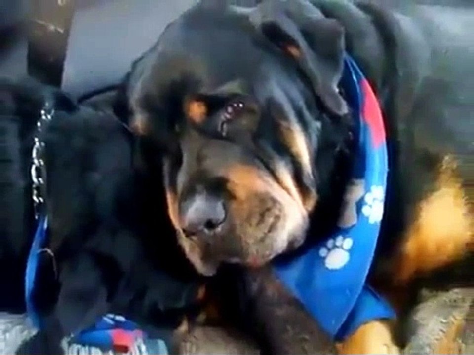 Kardeşinin Öldüğüne İçli İçli Üzülen Rottweiler