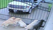 Mailman takes break from carrier duties to pet some pups