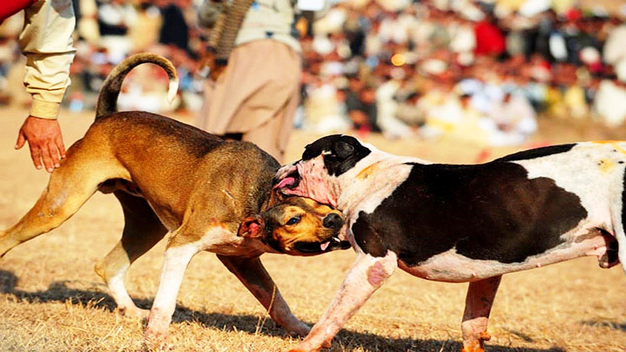 impresionante pelea de perros callejeros OK