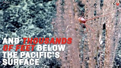 Deep-Sea Robot Makes Underwater Discoveries
