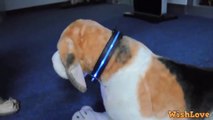 Usb Led Dog Collar Pet