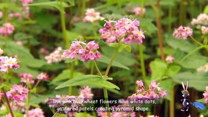 VIETNAM TRAVEL_HOA TAM GIAC MACH