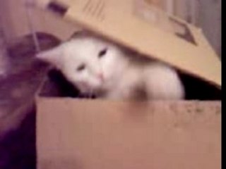 Le monstre de la boite