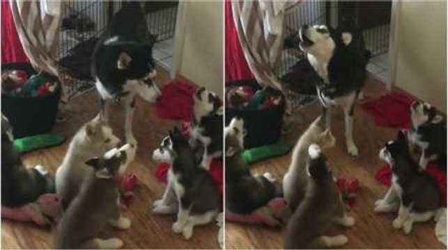 Husky Teaches Puppies How To Howl