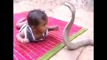 Amazing small baby do not afraid of snake very dangerous