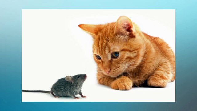 Soñar Con Gatos y Ratones ¿Qué Significa Soñar Con Gatos y Ratones