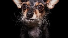 Photo Series Shows Just How Beautiful Black Dogs Are
