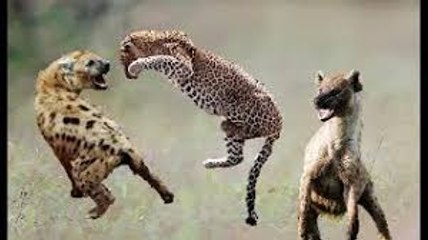 Lion Cubs Meet Dad for the First Time
