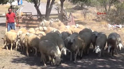 Kayseri Bu Besicide Şehit Aelelerine Kurbanlıklar Yüzde 50 Indirimli