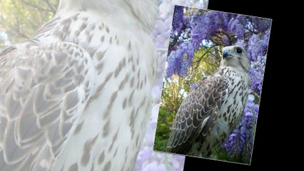 Falcon Birds - One of the strong birds in the birds world.