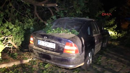 Izmir Otomobilin Üzerine Ağaç Devrildi