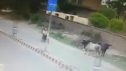 Une vache passe ses nerfs sur un motocycliste..