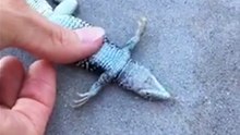Woman gives CPR to a lizard