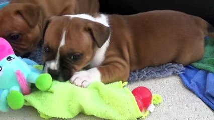 54ème Vidéo Le petit pétard n°8  de STAFFORDLAND