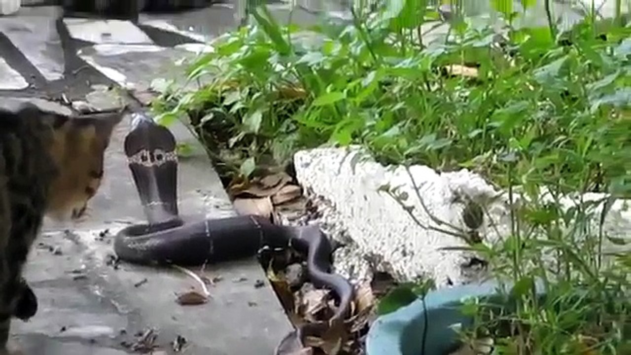 sanke fight - Snake Vs Cat - Cat vs Cobra- cat fight