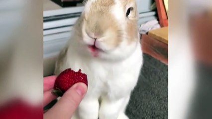 A este conejo le encantan las fresas