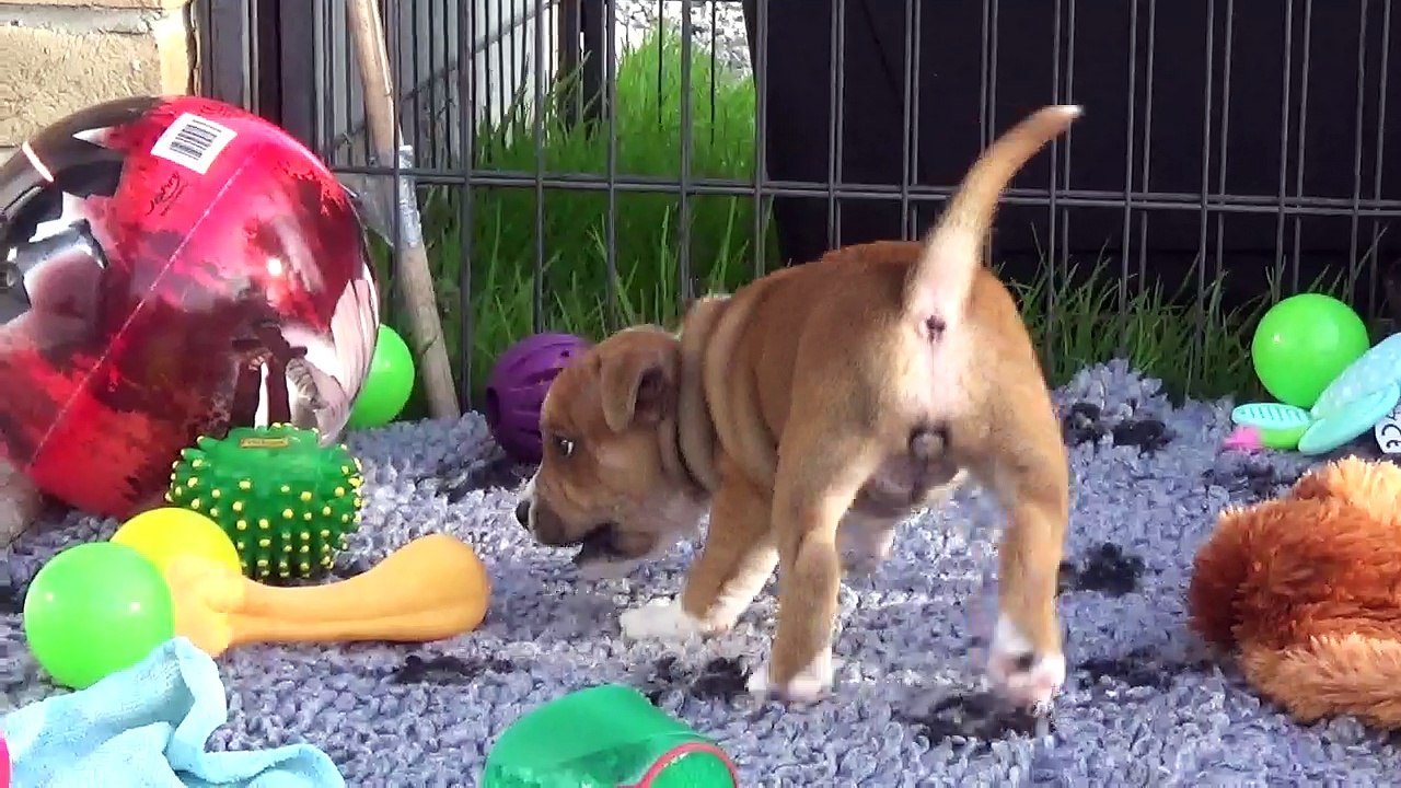 51ème Vidéo NALA  de STAFFORDLAND
