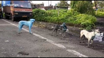 Stray dogs in India are turning blue because of pollution