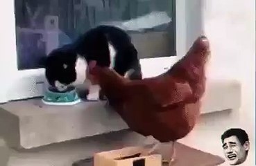 kedi tavuk kavgası süper