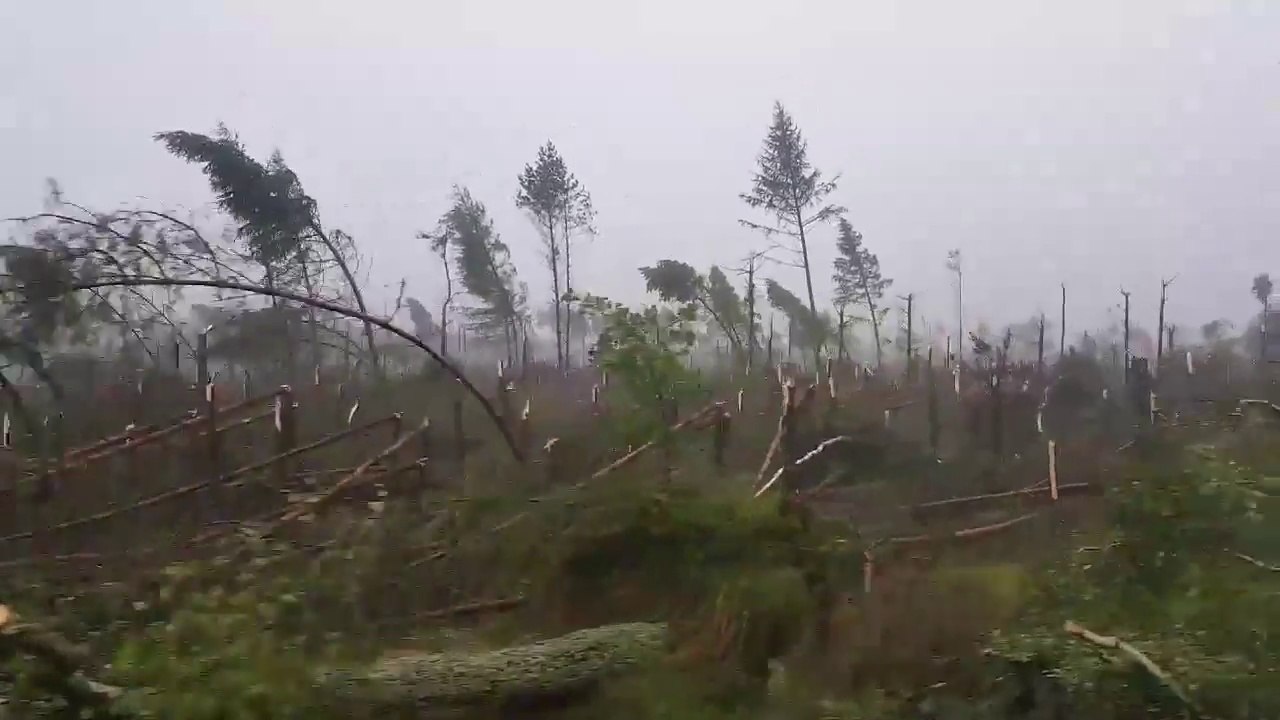 L'intégralité d'une forêt détruite en Pologne par une tempête !