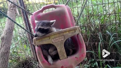 Ce raton laveur est posé dans une vielle balançoire... Qui me pousse ?