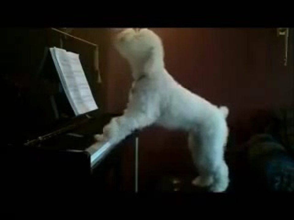 Ce chien déclenche les plaintes des voisins : il joue du piano et chante en l'absence de son maître !!