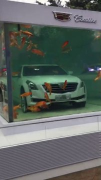 Pub pour Cadillac : la voiture dans un aquarium géant au milieu de poissons en Chine