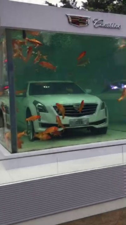Pub pour Cadillac : la voiture dans un aquarium géant au milieu de poissons en Chine