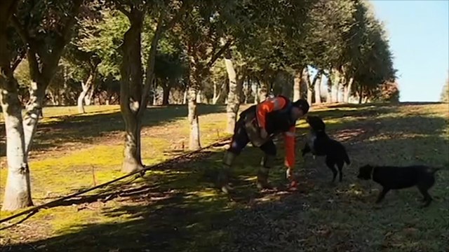 هذا الصباح -كلاب الصيد بأستراليا للبحث عن الكمأ الأسود