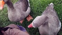 Ces oies adorent jouer avec les cheveux de leur propriétaire !