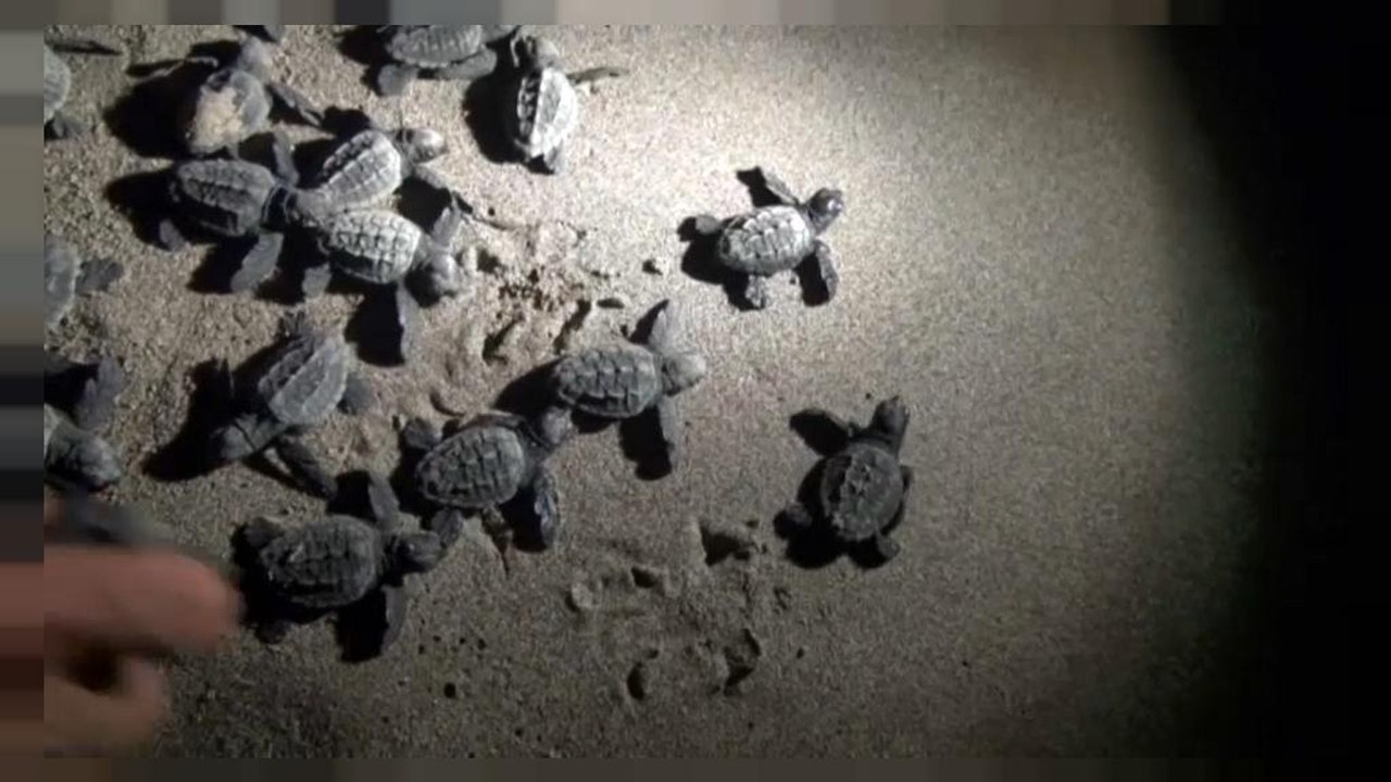 Türkei: Zeit der Babyschildkröten