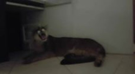 Brazilian Firefighters Evacuate Puma From Sao Paulo Office Block