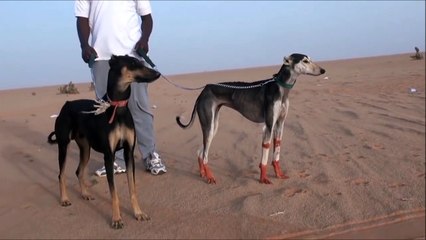 World Fastest running dog