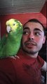 Amazon Parrot singing O Sole Mio by Luciano Pavarotti
