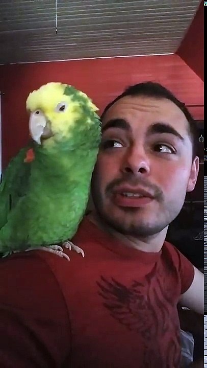 Amazon Parrot singing O Sole Mio by Luciano Pavarotti