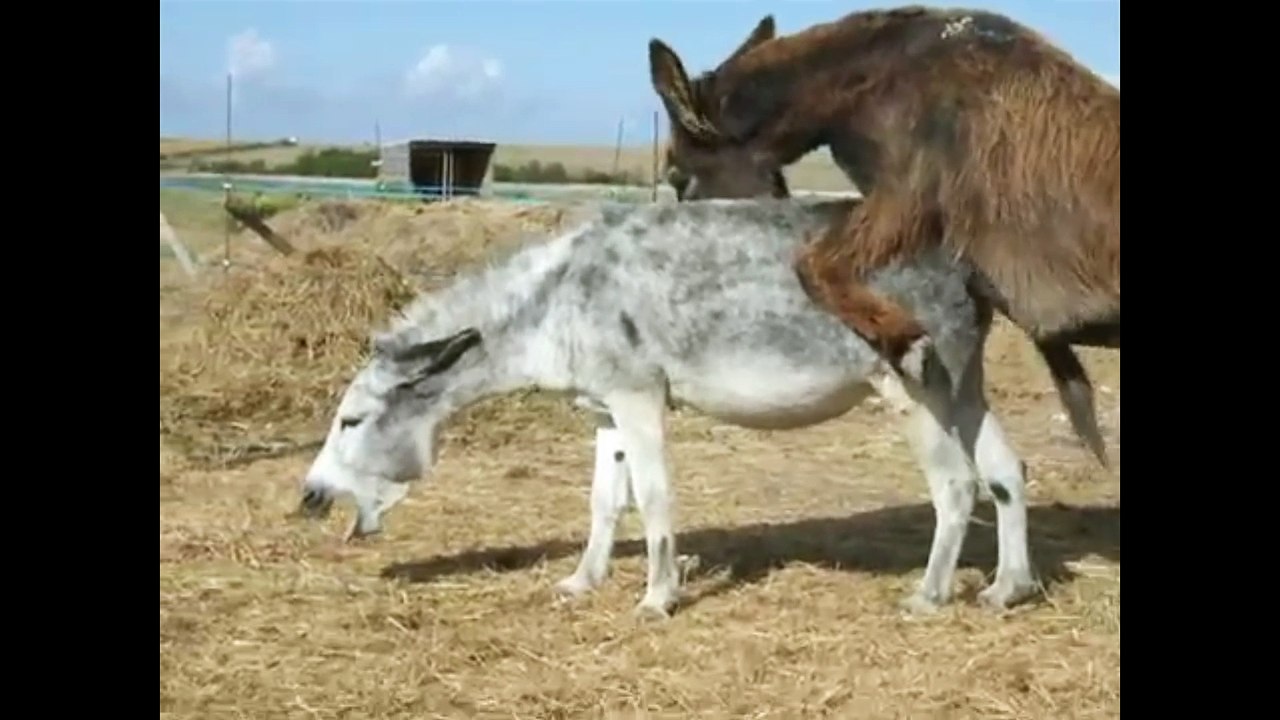 Donkey Breading