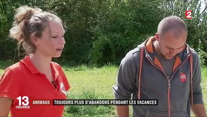 Animaux : toujours plus d'abandons pendant les vacances