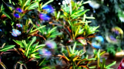 O sanam tere ho gai ham Jack kanhai