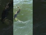 Pike Fish Attempts to Steal Caught Bass From Fishermen