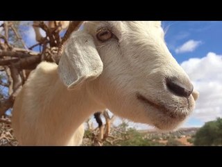 Goats Hangout on Tree Like Bosses