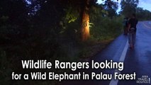 Wildlife Rangers looking for a Wild Elephant in Palau Forest