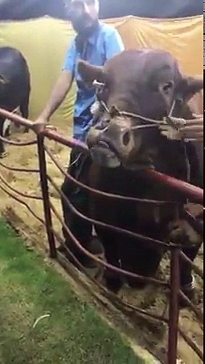 Tiger of Adeel Patel - Cow Mandi 2017 - Eid ul Azha 2017