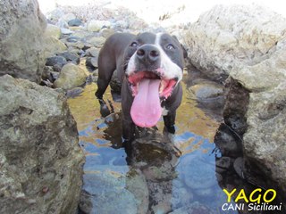 PitBull dalla bocca grande grande